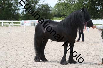 WNT-2254