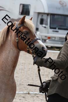 WNT-2262