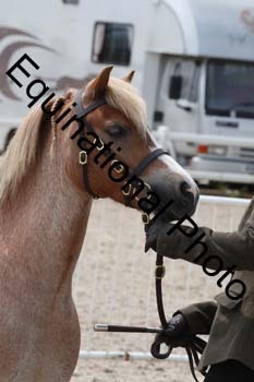 WNT-2263