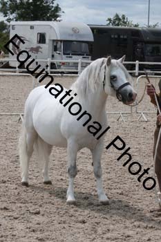WNT-2298