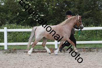 WNT-2312