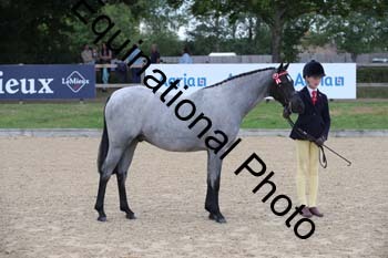 FIV-1285