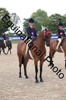 FIV-2019