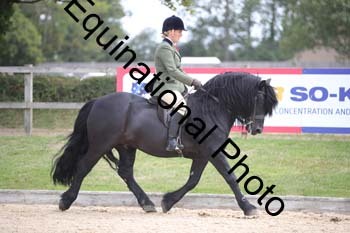 FIV-2666