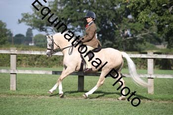 TZN-1954
