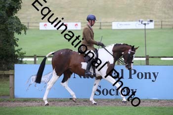 PAP-1042